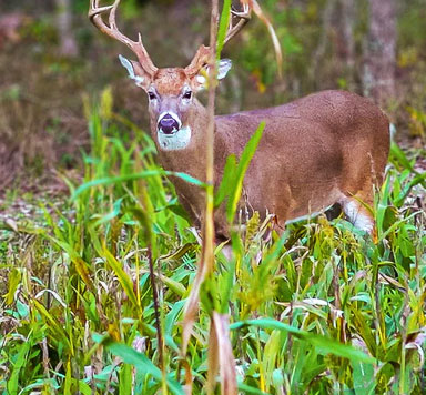 Food Plots & Feeding - Nederland