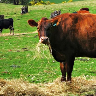 Farm & Ranch - Nederland